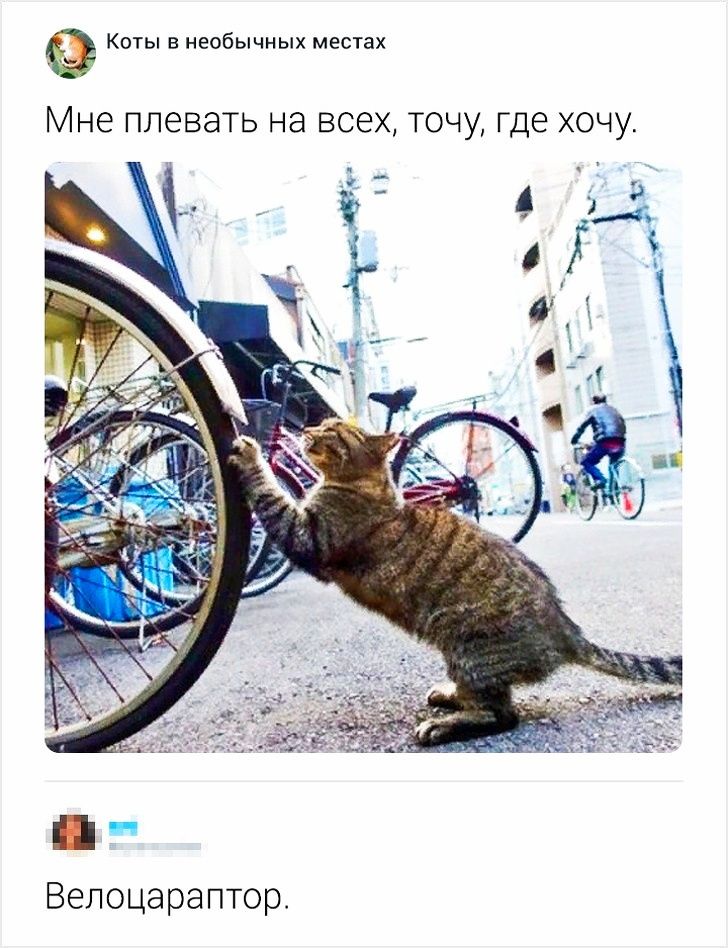 Коты в необычных местах Мне ПЛСВЭТЬ НЭ ВСЭХ ТОЧУ где ХОЧУ Велоцараптор