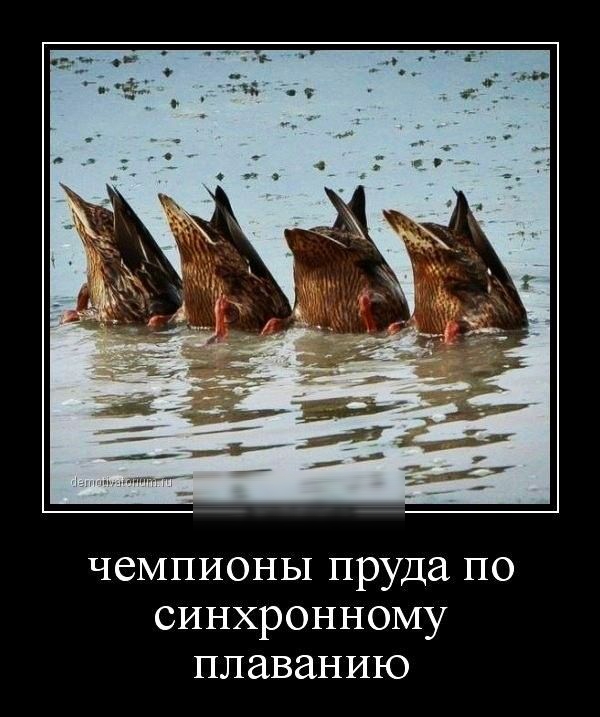 чемпионы пруда по синхронному плаванию