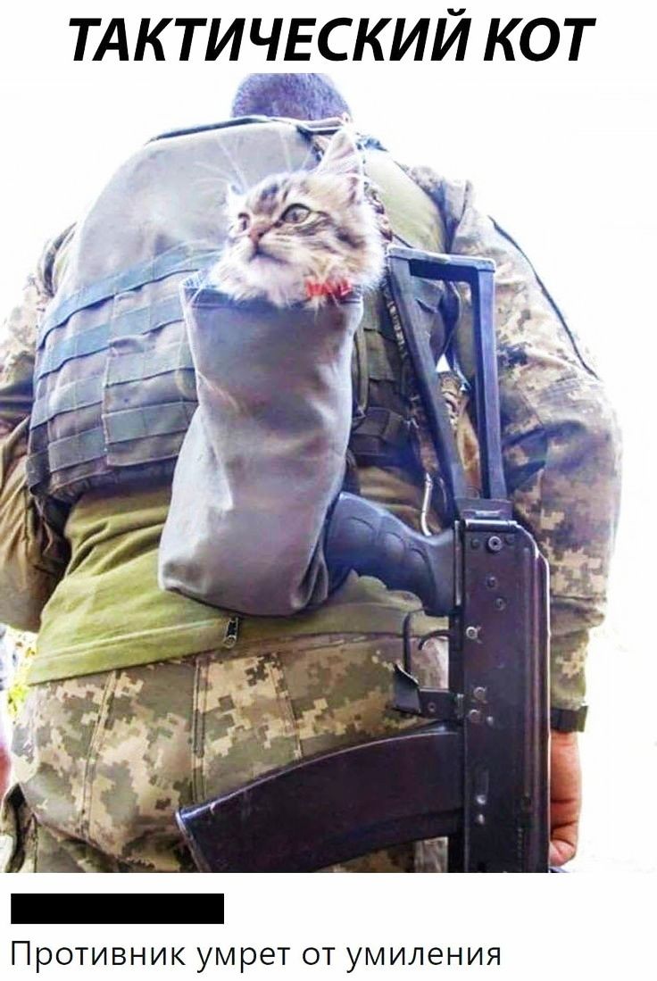 ТАК ТИЧЕСКИЙ КОТ Противник умрет от умиления