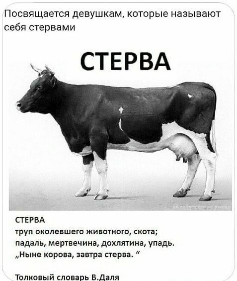 ПОСВЯЩБЕТСЯ девушкам КОТОРЫЕ называют себя стервами СТЕРВА стврвд труп вквлевшвгп животного скота падаль мертвечина дохлятим упадь Ныне корова завтра стерва Толковый словарь вдаля