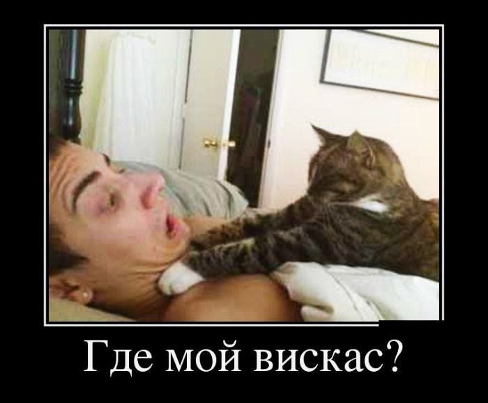 Где МОЙ вискас