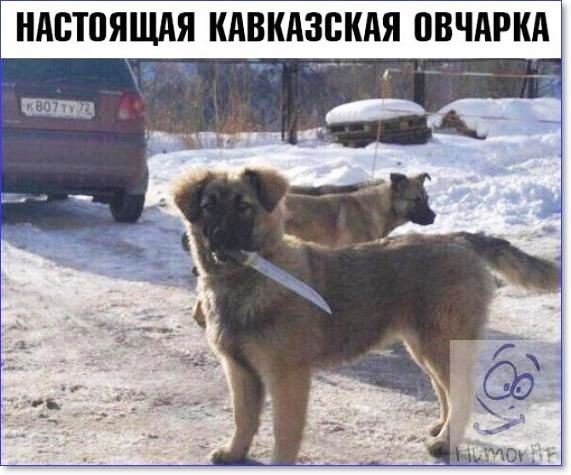 НАВТПЯЩАЯ КАВКАЗБКАЯ ПВЧАРКА
