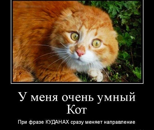 У меня очень умный Кот При фразе КУДАНАХ сразу меняет направпение
