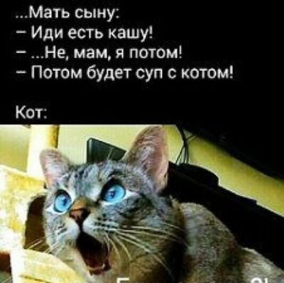 Мать сыну Иди есть кашу Не мам я потом Потом будет суп с котом Кот