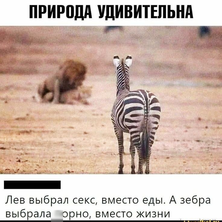 ПРИРПДА УДИВИТЕЛЬНА дня д _ р _ 733 _ _ ФЫЁДСДК _ т _ Лев выбрал СЕКС ВМЭСТО еды А зебра выбрала ЭРНО ВМЭСТО ЖИЗНИ