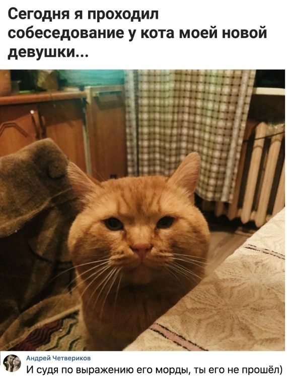 Сегодня я проходип собеседование у кота моей новой девушки видней Чагвермхпв И судя по выражению его морды ты его не прошёл