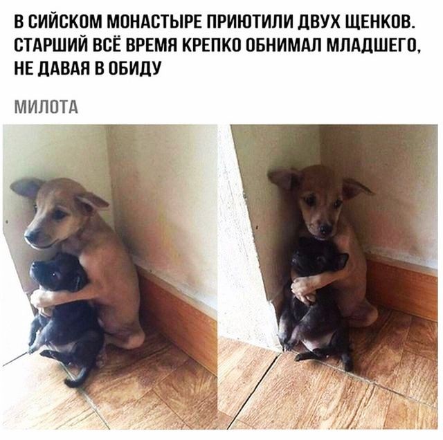 В СИЙСКОМ МОНАСТЫРЕ ПРИЮТИПИ дВУХ ЩЕНКОВ СТАРШИЙ ВСЁ ВРЕМЯ КРЕПКП ПБНИМАЛ МЛАДШЕПЪ НЕ ЛАВАЯ В ВВИДУ МИЛПТд