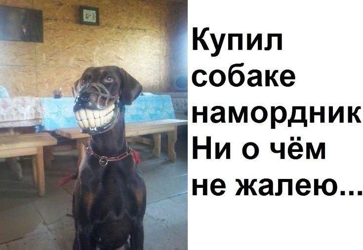 Купил собаке намордник Ни о чём не жалею