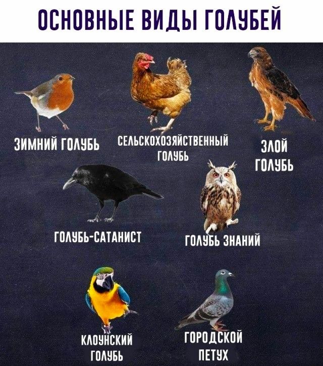 ПСНПВНЫЕ ВИДЫ ГПАНБЕЙ зимнии пины ЕЕАЬБКПХПЗЯЙПВЕИИЫЙ эм ГШШБЬ гшшвь _ ГПАНБЬ САТАНИБТ ППШ ь ЗНАНИЙ клпинский гогоЬкви ГШШБЬ ПЕТНХ