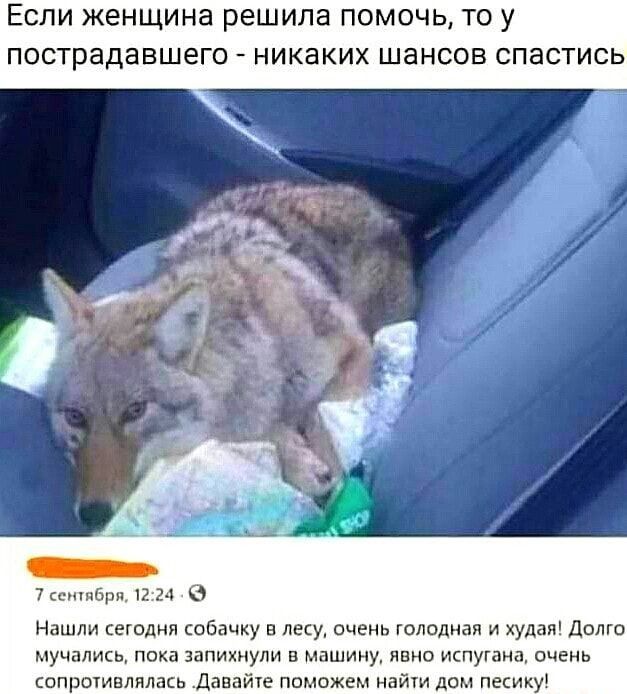 ЕСЛИ женщина решила ПОМОЧЬ ТО у ПОСТРЗДЗВШЗГО _ никаких шансов СПЗСТИСЬ 7 сснтбрп 12724 В Нашли сегодня собачку в леу очень голодная и худая Долго мучались пока запихнупи в машину явно испугана очень сопротивлялась Давайте поможем найти дом песику