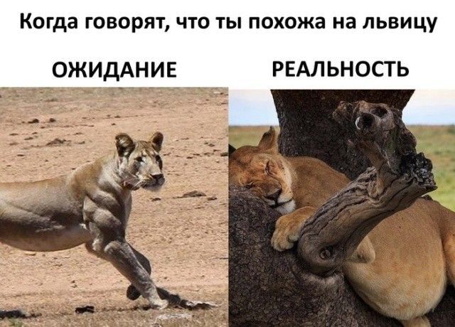 когда ГОВОРЯТ ЧТО ТЫ похожа на ЛЬВИЦУ ОЖИДАНИЕ РЕАЛЬНОСТЬ