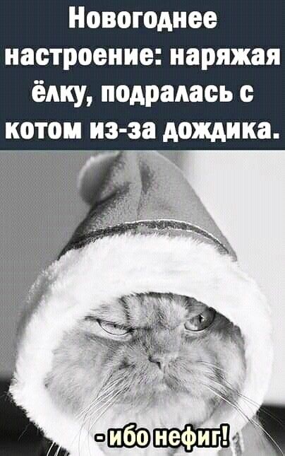 Новогоднее настроение наряжая ёлку подрались котом из за дождика