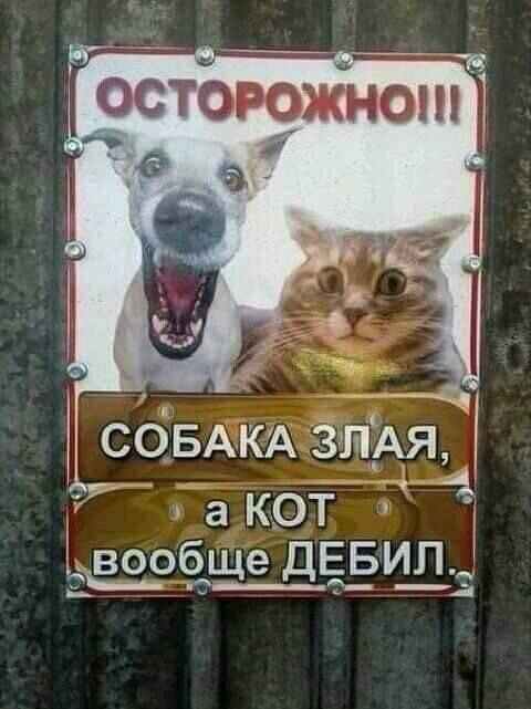 остоюжнот а КОТ ообще ДЕБИЛ _ _