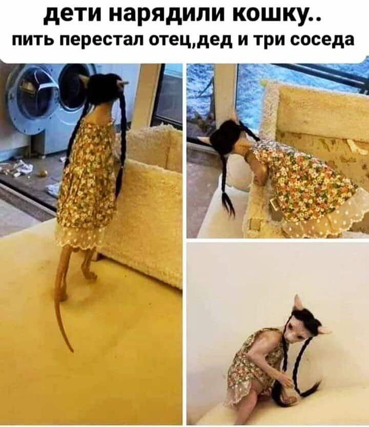 дети нарядили кошку пить перестал отецдед и три соседа