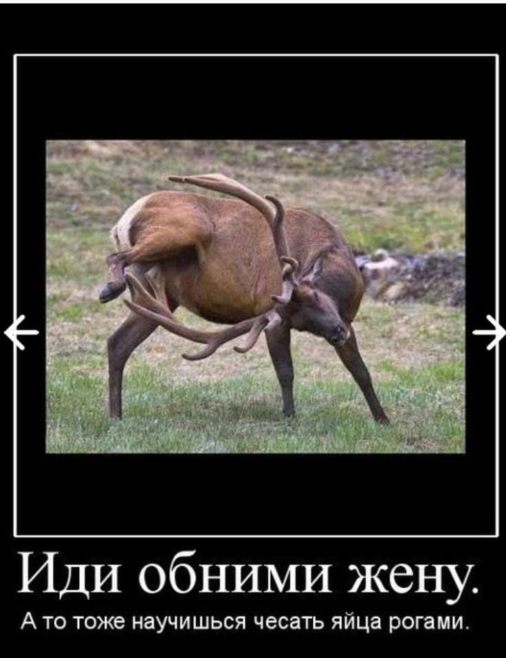 Иди обними жену А ТО ТОЖЕ НЯУЧИШЬСЯ ЧВСЭТЬ яйца рогами