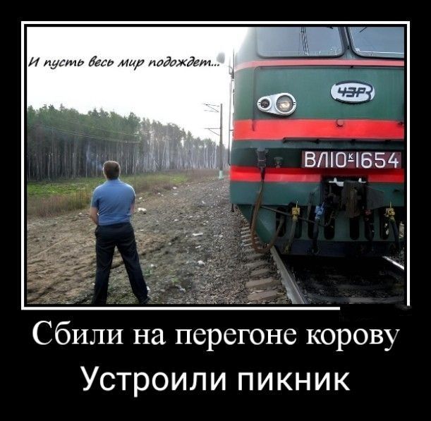 Сбили на перегоне корову УСТРОИЛИ ПИКНИК