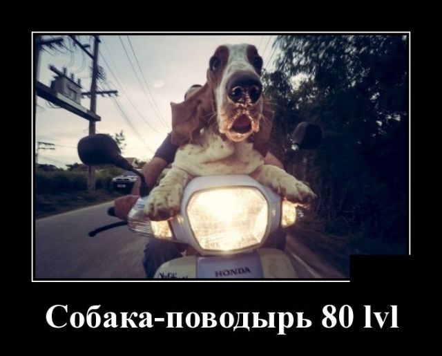 Собака поводырь 80 У