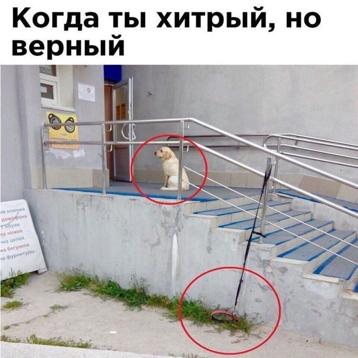 Когда ты хитрый но верный