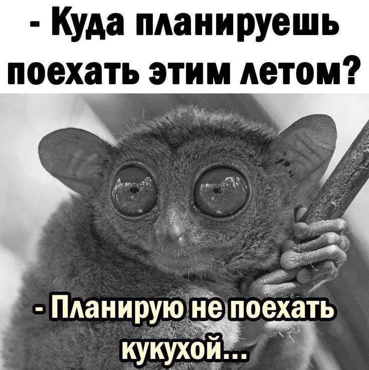 Куда планируешь поехать этим летом ПАанируо не поехать КУКУХОЙ 71