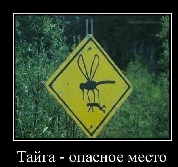 Тайга опасное место