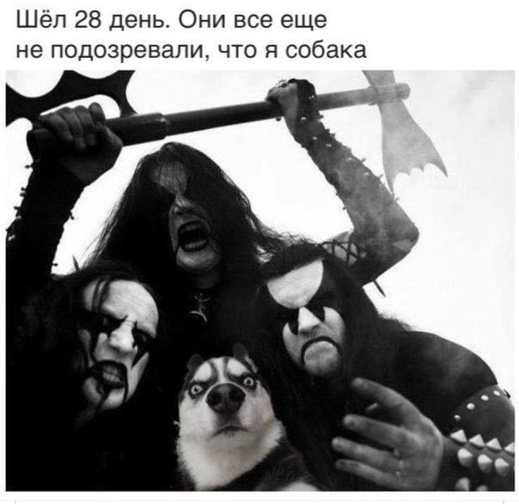 Шёл 28 день Они все еще не подозревали что я собака