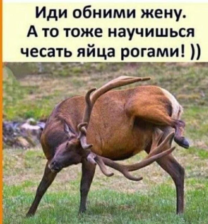 Иди обними жену А то тоже научишься чесать яйца рогами