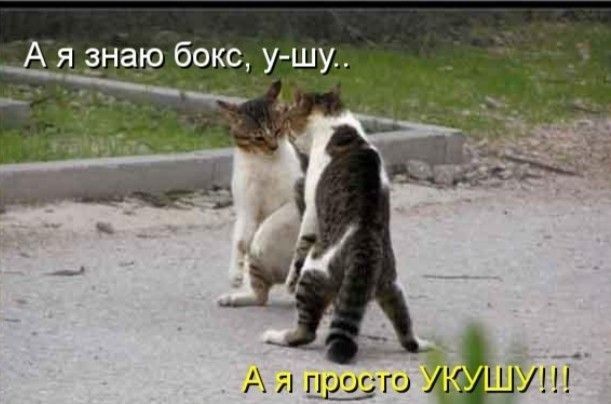 бокс ушу чсв АЦщто щ