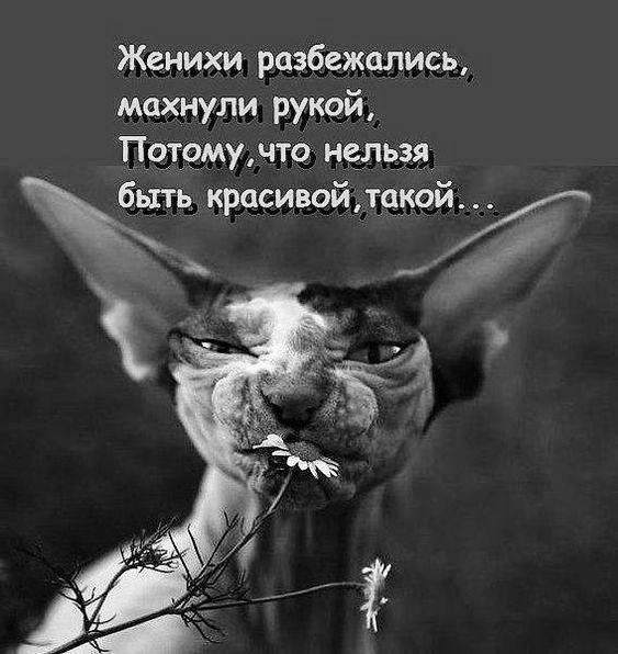Женихи разбежались махнули рукой Потомунто нельзя быт р и декой ькпс вои