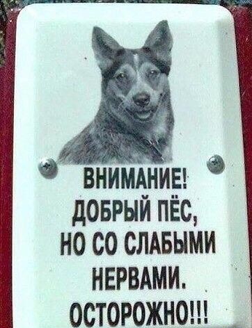 внимдниы доврый пёс но со спины НЕРВАМИ _ ОСТОРОЖНО а