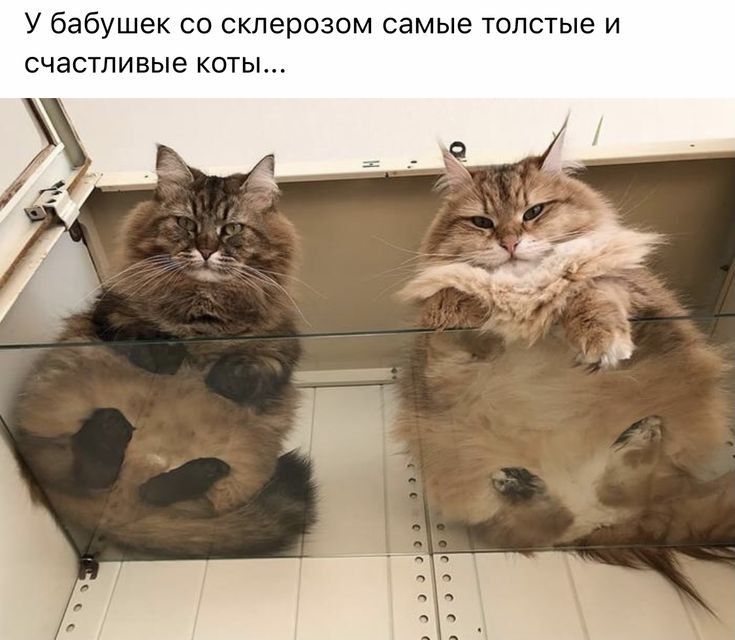 у бабушек со склерозом самые толстые и счастливые коты