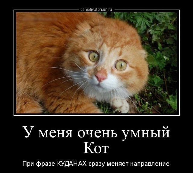У меня очень умный Кот При фразе кушиАх сриу мвияет ияпрявпеиие