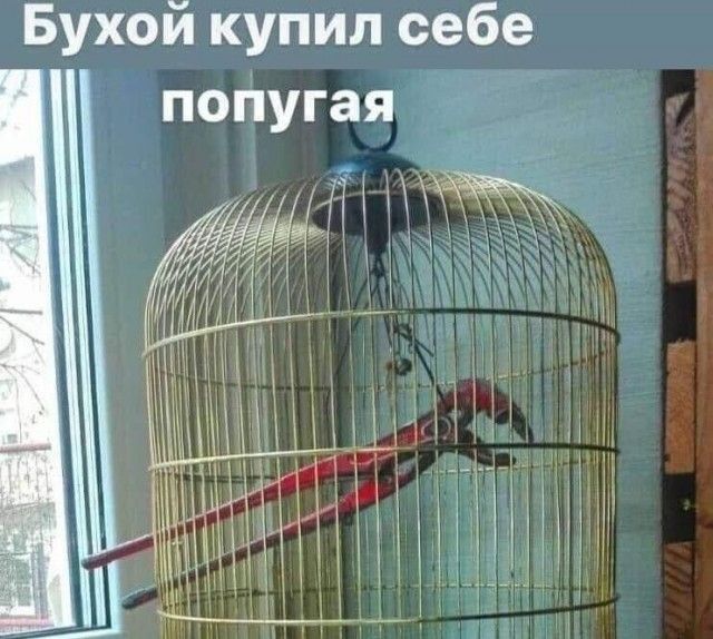 Бухой купил себе