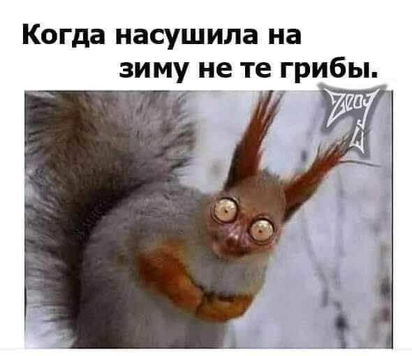 Когда насушила на зиму не те грибы