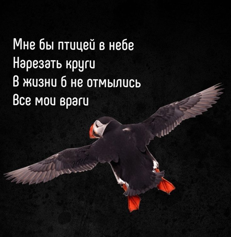 Мне бы птицей в небе Нарезать круги В жизни 6 не отмылись Все мои враги 7