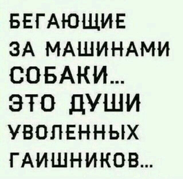 БЕГАЮЩИЕ ЗА МАШИНАМИ СОБАКИ ЭТО ДУШИ УВОЛЕННЫХ ГАИШНИКОВ