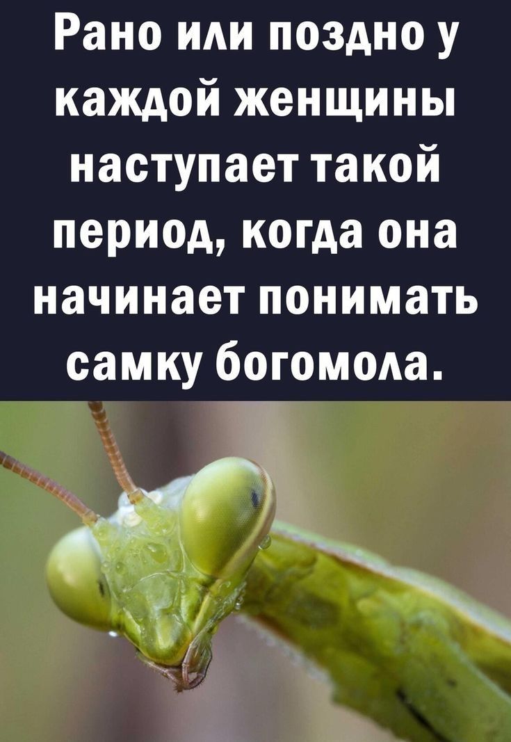 Рано или поздно у каждой женщины наступает такой период когда она начинает понимать самку богомола а