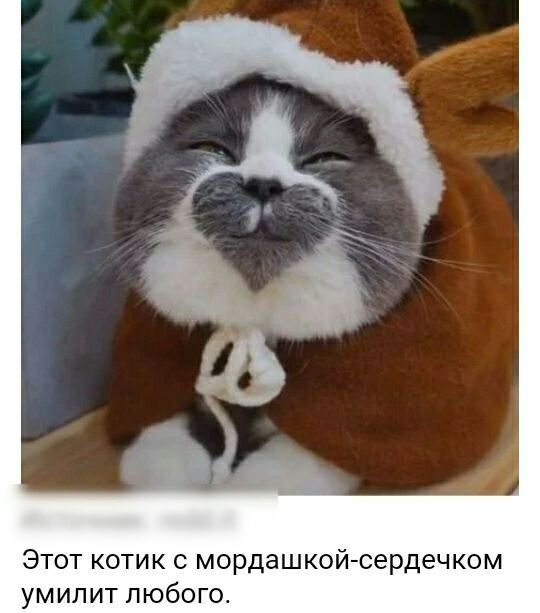 Этот котик с мордашкой сердечком ум ил ит любо