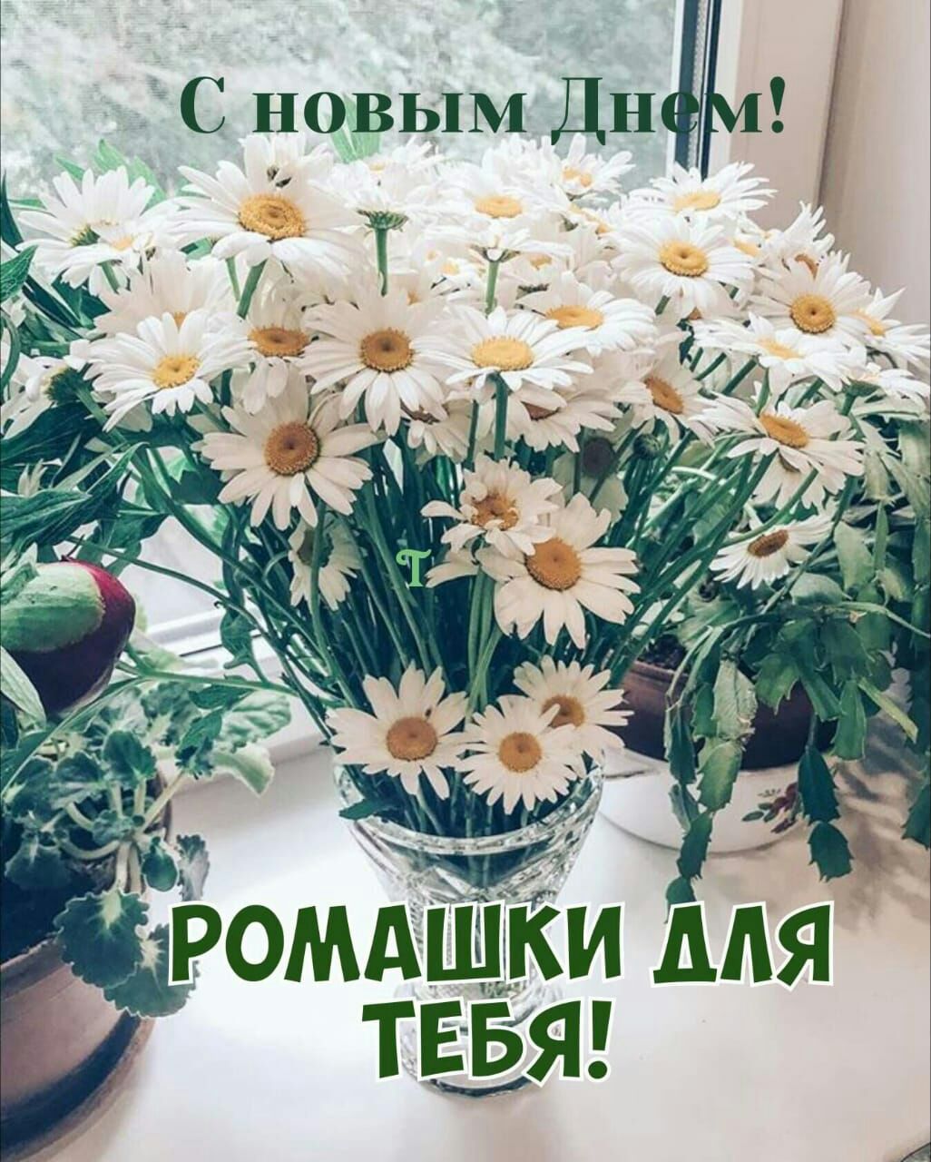 СновЫМДн ОМАШКИ ДЛЯ ТЕБЯ