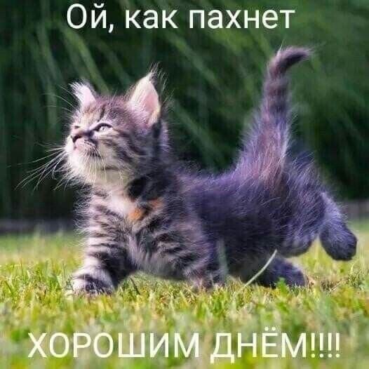 Ой как пахнет