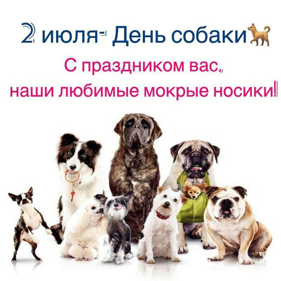 июля 4 День собакиж С праздником вас наши любимые мокрые носикиЦ