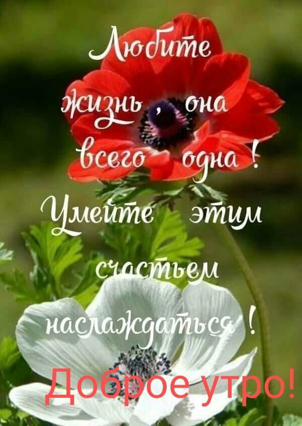 июсійте 9109517 до Ёсегоё авиа Шюитё этим