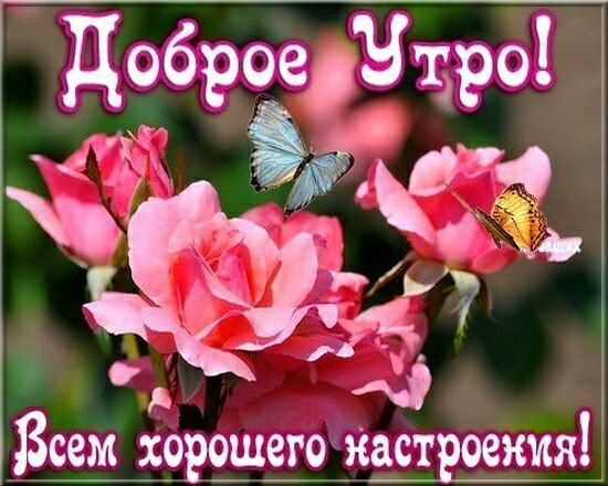 у В Всем х_орріцего наст сепия