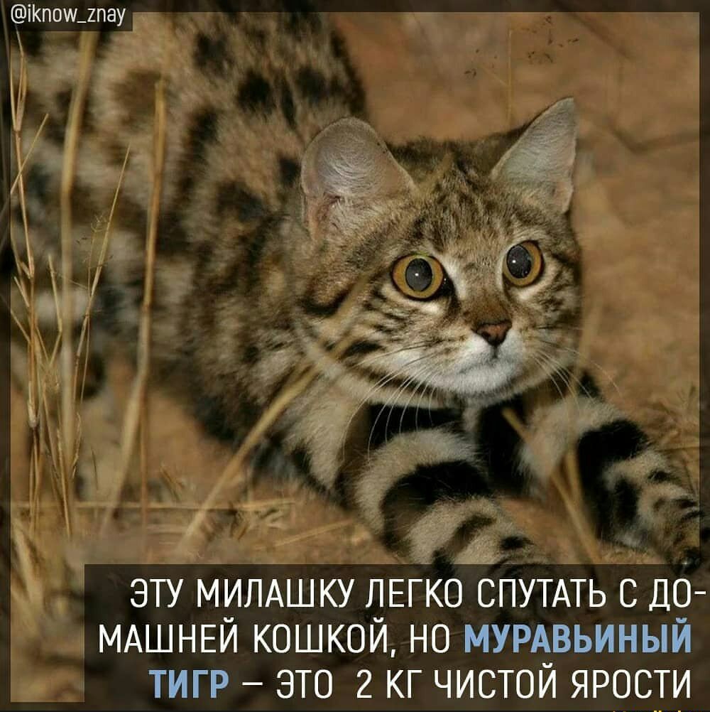 іКпоищпау эту милдшку ЛЕГКО спутдть с до МАШНЕЙ кошкой но МУРА_ВЬИНЫИ тигр это 2 кг чистои ярости