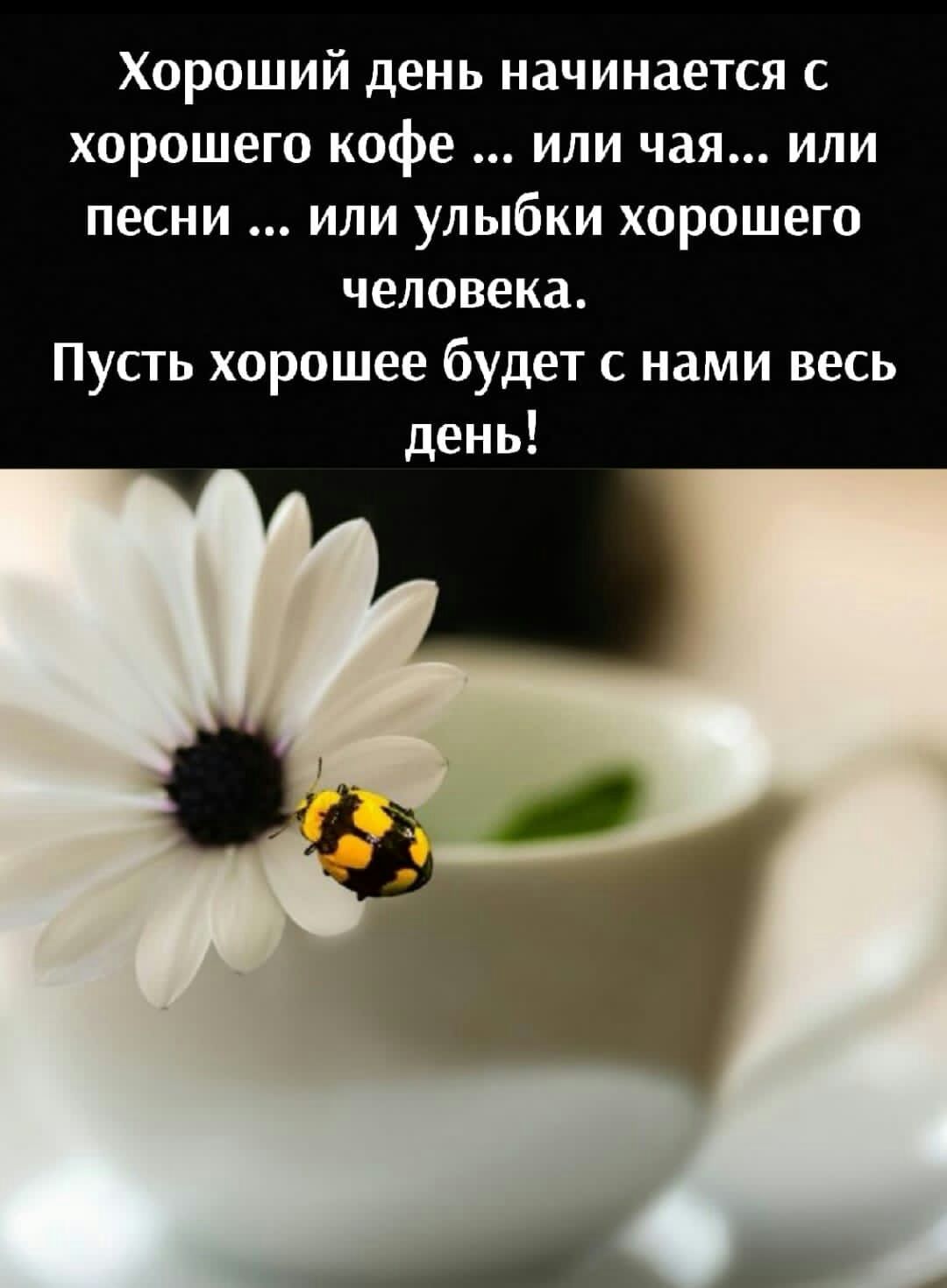 Хороший день начинается с хорошего кофе или чая или песни или улыбки хорошего человека Пусть хорошее будет с нами весь