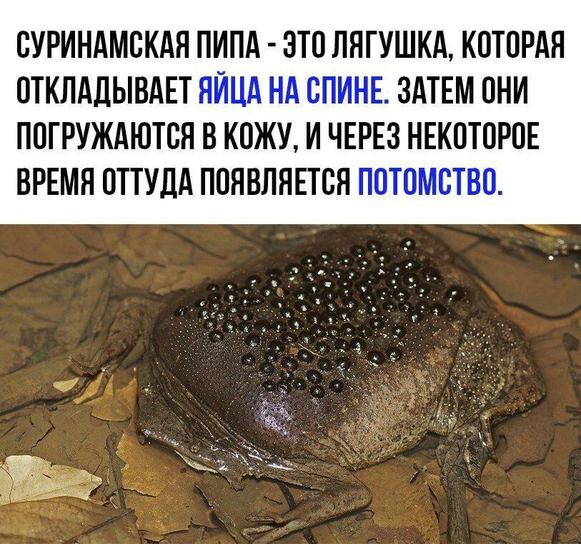 ОУРИНАМОКАЯ ПИПА ЭТО ЛЯГУШКА КОТОРАЯ ОТКЛАДЫВАЕТ ЯЙЦА НА ОПИНЕ ЗАТЕМ ОНИ ПОГРУЖАЮТОЯ В КОЖУ И ЧЕРЕЗ НЕКОТОРОЕ ВРЕМЯ ОТТУДА ПОЯВЛЯЕТОЯ ПОТОМОТВО