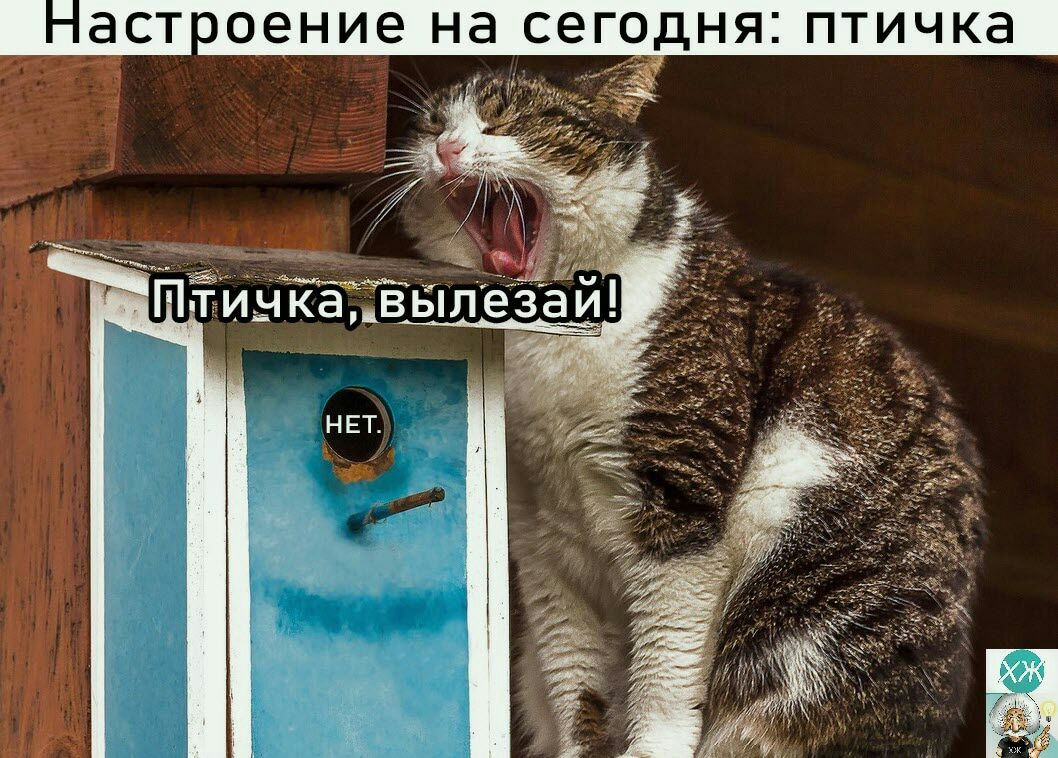 ЭСТОЭНИЭ НЭ СЕГОДНЯ ПТИЧКЭ