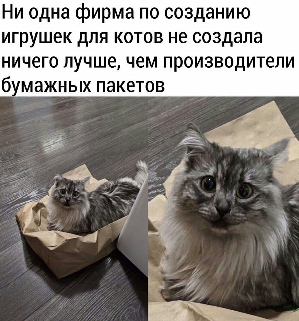 Ни одна фирма по созданию игрушек для котов не создала ничего лучше чем производители б мажных пакетов