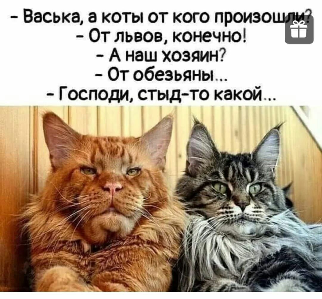 Васька а коты от кого произошё От львов конечно А наш хозяин От обезьяны Господи стыдто какой