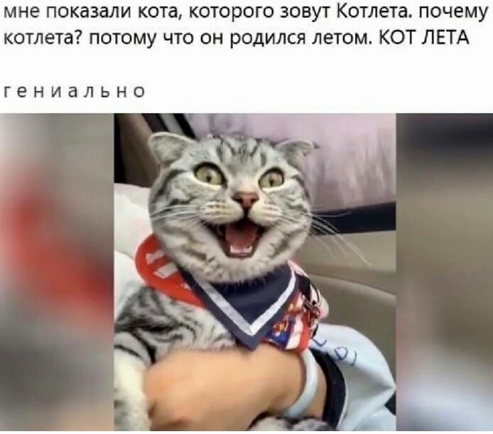 мне показали кота которого зовут Котлета почему котлета потому что он родился летом КОТ ЛЕТА ГЕНИВЛЬНО
