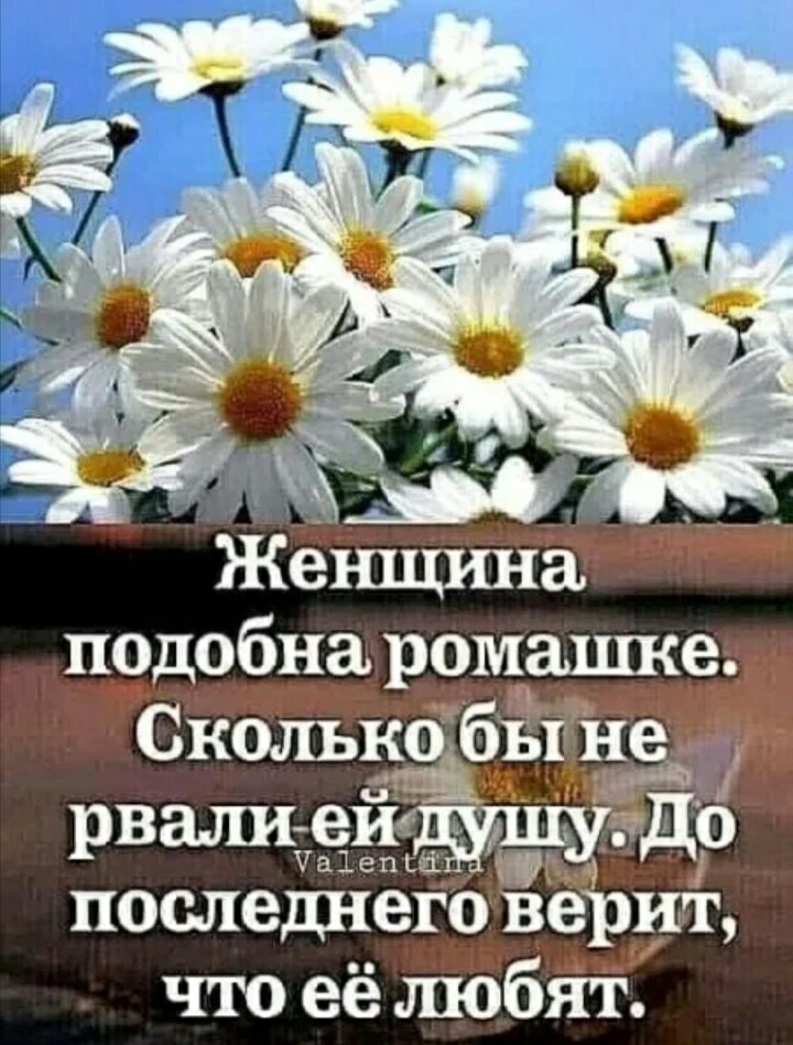 подобна ромашке СКОЛЫЁЁ аличаеджшучдо последнего верит что её любят